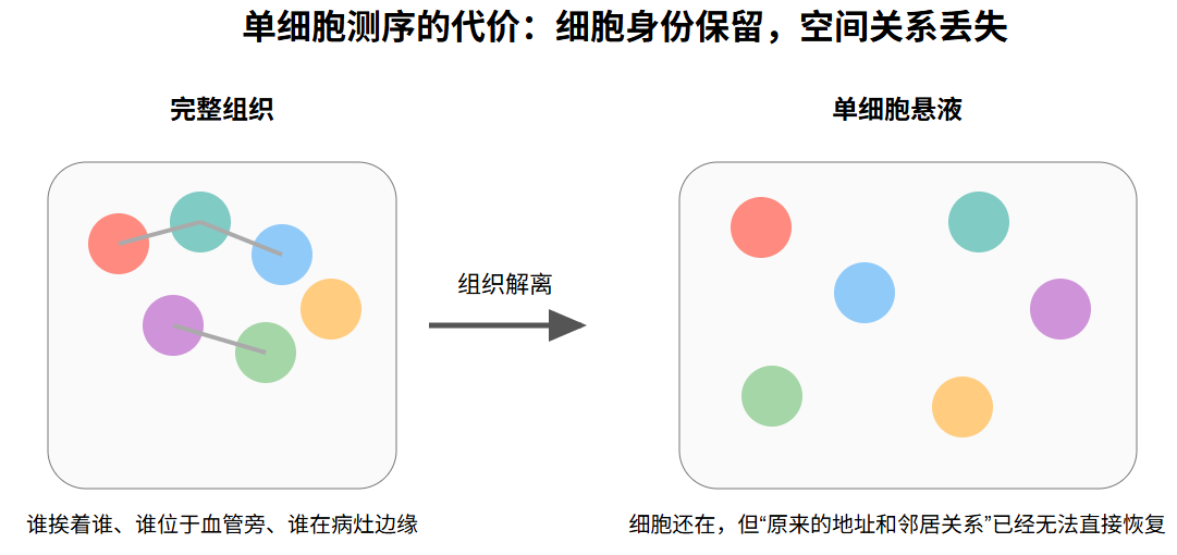 组织解离后细胞身份保留而空间关系丢失