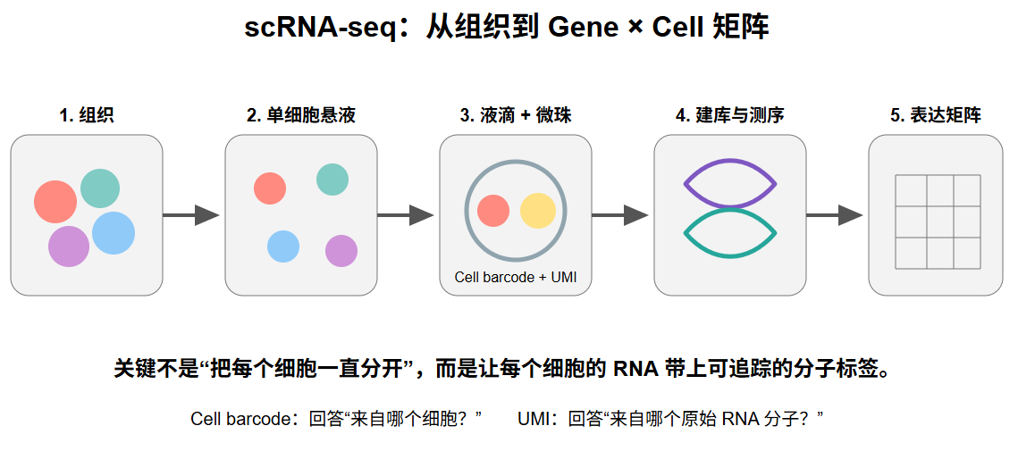单细胞 RNA 测序从组织到表达矩阵的流程