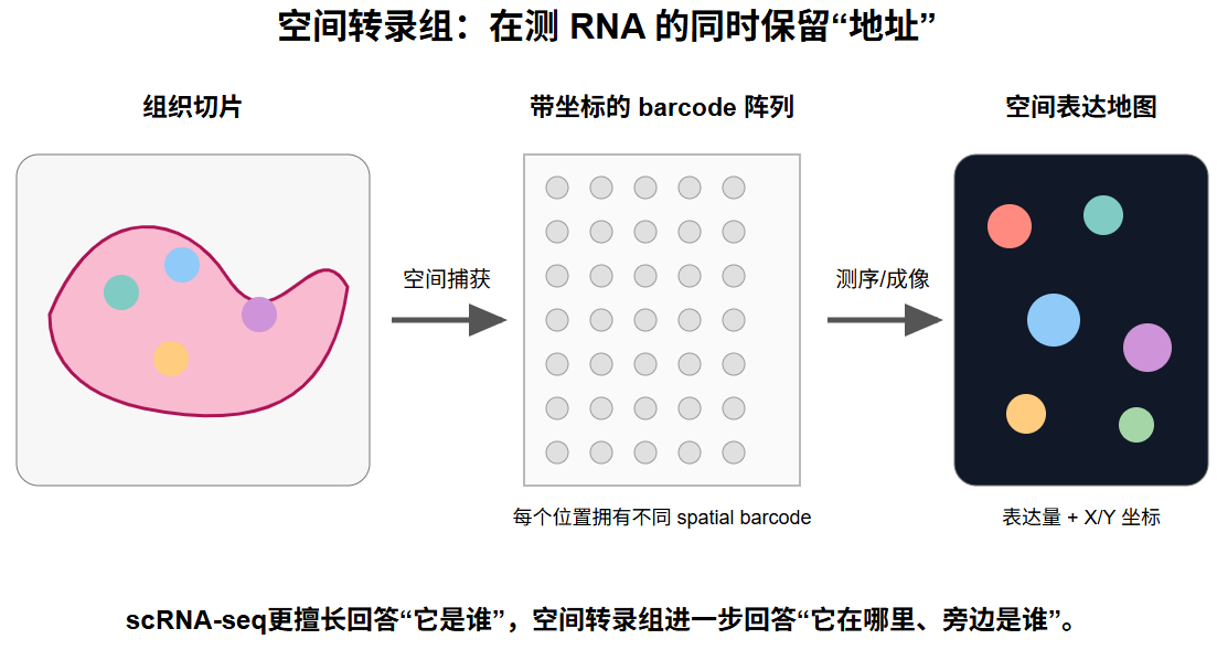 空间转录组结合表达信息与空间坐标的原理